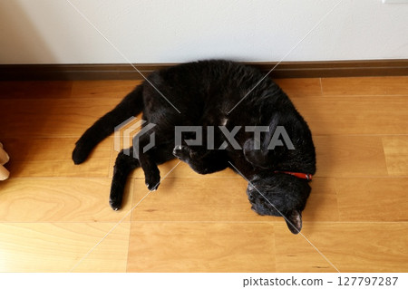 Black cat lying on the floor Black cat lying on the floor 127797287