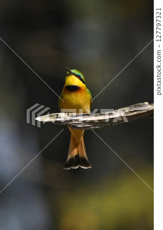 Little bee-eater faces camera on dead bough 127797321