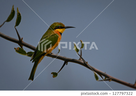 Little bee-eater faces right on thin bough 127797322