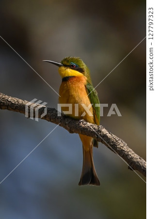 Little bee-eater facing left on dry branch 127797323
