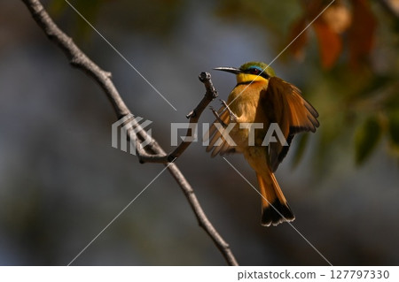 Little bee-eater flares wings landing on bough Little bee-eater flares wings landing on bough 127797330