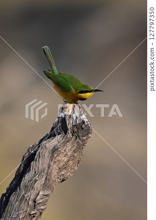 Little bee-eater getting ready to take off 127797350