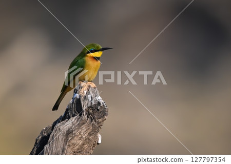 Little bee-eater in profile on dead stump 127797354