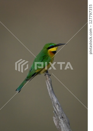 Little bee-eater in profile on dead tree 127797355