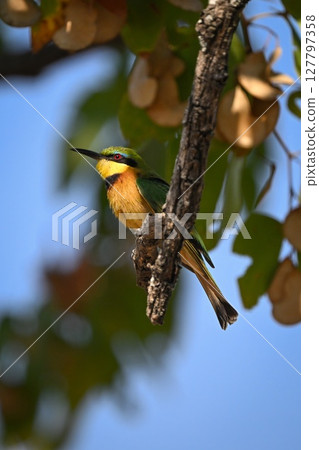 Little bee-eater in profile on dry bough Little bee-eater in profile on dry bough 127797358