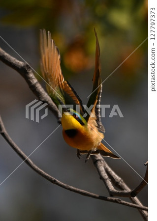 Little bee-eater lifts both wings taking off Little bee-eater lifts both wings taking off 127797373