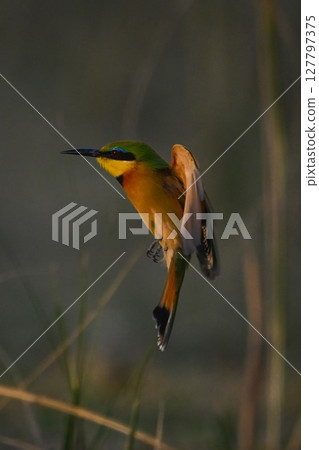 Little bee-eater lifts wings ready to land 127797375