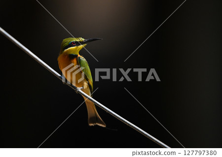Little bee-eater looks right on diagonal wire Little bee-eater looks right on diagonal wire 127797380