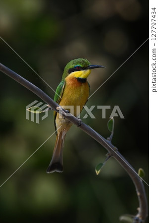 Little bee-eater on leafy bough turning head 127797434