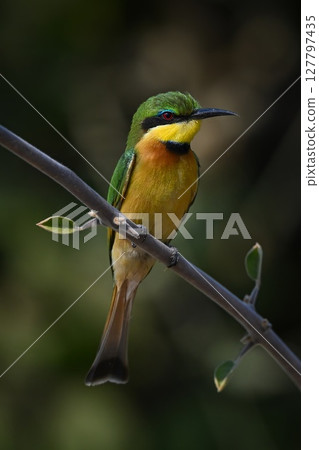 Little bee-eater on leafy bough turns head 127797435