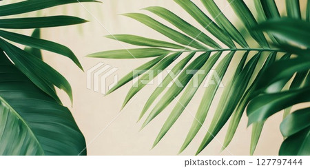 Tropical Leaves Flourish in Gentle Light, Botanical Beauty and Indoor Plants Thrive with Lush Greenery. 127797444