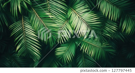 Lush Green Palm Leaves Create a Tropical Vibe with Exotic Greenery Forest Background. 127797445