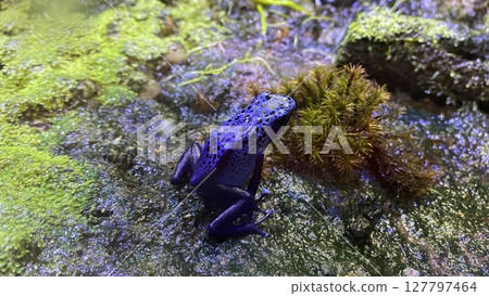 Vibrant Blue Poison Dart Frog on Mossy Ground Vibrant Blue Poison Dart Frog on Mossy Ground 127797464