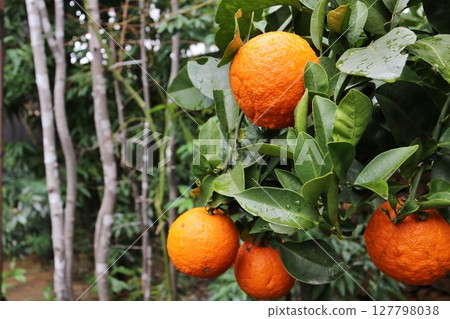 倉敷美觀地區的橘子 127798038