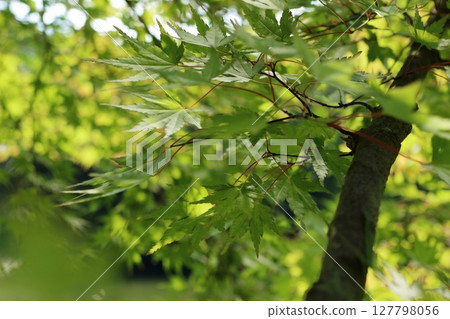 Summer maple leaves reflecting the light from the surface of the pond below 127798056