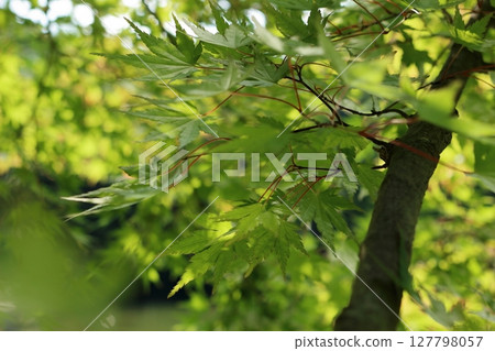 Summer maple leaves reflecting the light from the surface of the pond below 127798057