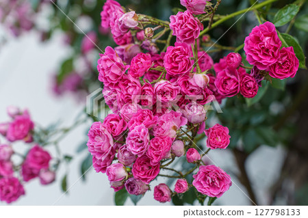 Gorgeous deep pink roses 127798133
