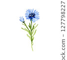 Delicate watercolor vector illustration of a blue cornflower (Centaurea cyanus), hand-painted and isolated on a white background. This elegant botanical element features soft, natural textures and 127798227