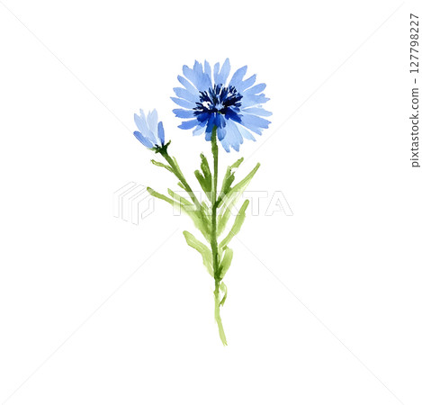 Delicate watercolor vector illustration of a blue cornflower (Centaurea cyanus), hand-painted and isolated on a white background. This elegant botanical element features soft, natural textures and Delicate watercolor vector illustration of a blue cornflower (Centaurea cyanus), hand-painted and isolated on a white background. This elegant botanical element features soft, natural textures and 127798227
