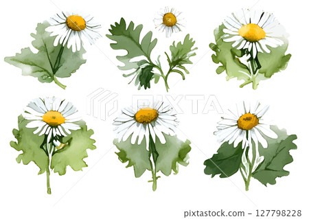 Watercolor Chamomiles isolated on a white background. Hand drawn herb illustration. Vector picture 127798228