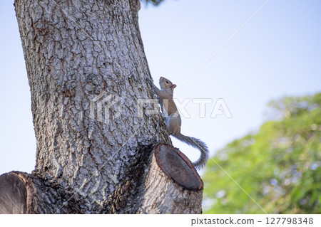 Silhouette of an eastern gray squirrel climbing a tree 127798348