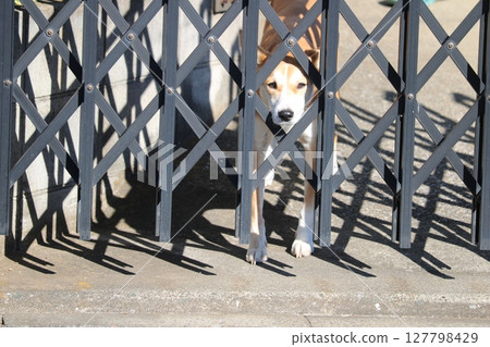 Watching dog, peeking dog, guard dog Watching dog, peeking dog, guard dog 127798429