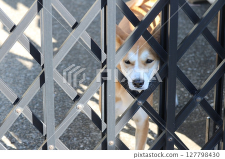 Peeking Dog, Guard Dog Peeking Dog, Guard Dog 127798430