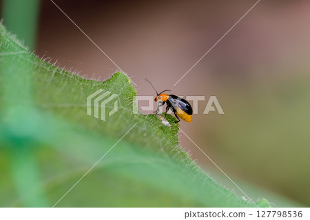  Black clams 127798536