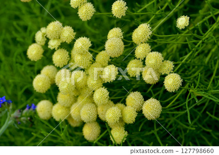 Santorinas 127798660