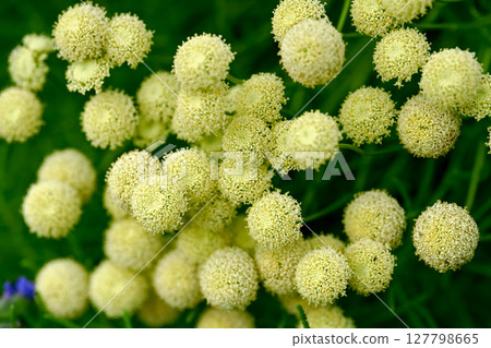 Santorinas Santorinas 127798665