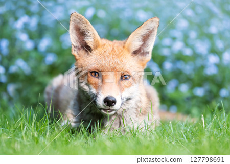 Portrait of a cute red fox lying on green grass in a garden with blooming forget-me-not flowers in the background, UK. 127798691