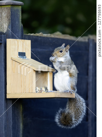 Portrait of a grey squirrel eating nuts and seeds on a squirrel feeder 127798693