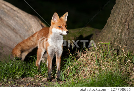 Portrait of a cute red fox standing in a forest at night 127798695