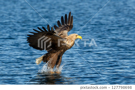 White-tailed sea eagle in flight with the powerful claws catching a fish White-tailed sea eagle in flight with the powerful claws catching a fish 127798698