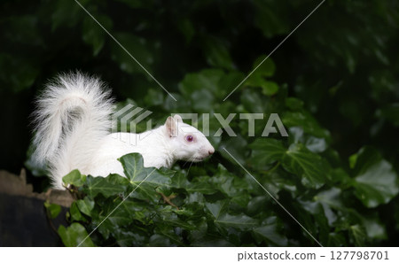 Portrait of a cute albino grey squirrel standing on a wooden garden fence covered with green ivy, UK. 127798701