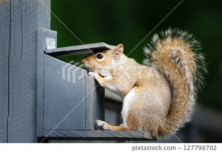 Portrait of a grey squirrel eating nuts and seeds on a squirrel feeder 127798702