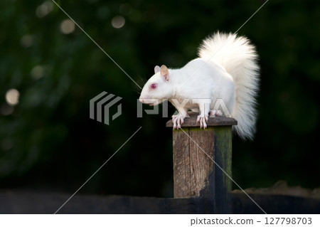 Portrait of a cute albino grey squirrel standing on a garden fence post, UK. 127798703