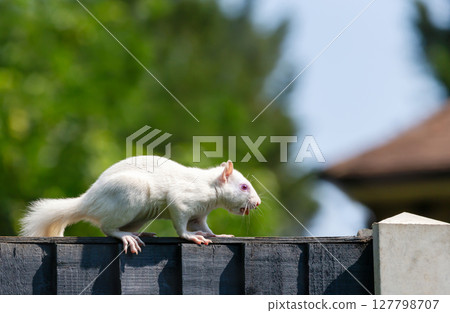 Portrait of a cute albino grey squirrel carrying nuts on a wooden garden fence, UK. Portrait of a cute albino grey squirrel carrying nuts on a wooden garden fence, UK. 127798707