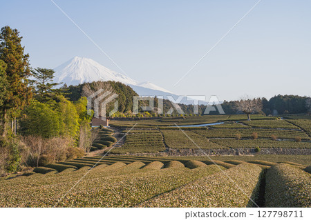 富士市小淵節風景（靜岡縣） 127798711