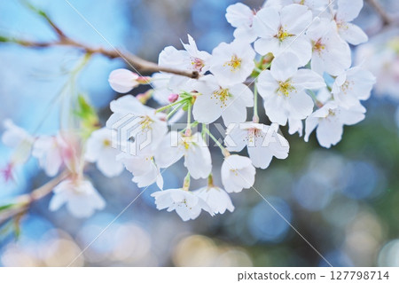 Cherry blossoms in the early morning Cherry blossoms in the early morning 127798714