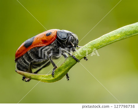 Ant bag beetle on a plant stem 127798738