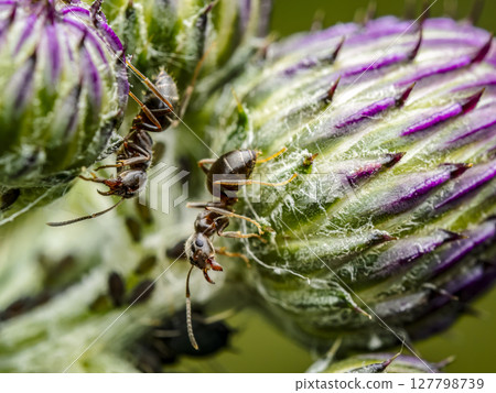 Macro Shot of Ants Interacting with Aphids on Green Plant Stem 127798739
