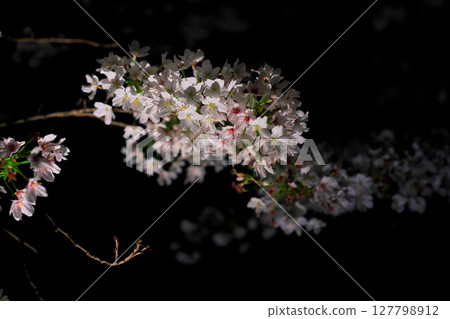 The day we went out to see the cherry blossoms at night 127798912