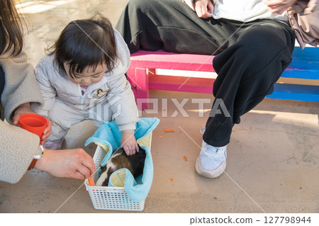 [相模原市麻溝公園動物遊樂區，一歲兒童正在撫摸天竺鼠] 127798944