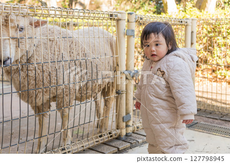 [相模原市麻溝公園動物遊樂區，一歲兒童正在觀察綿羊] 127798945