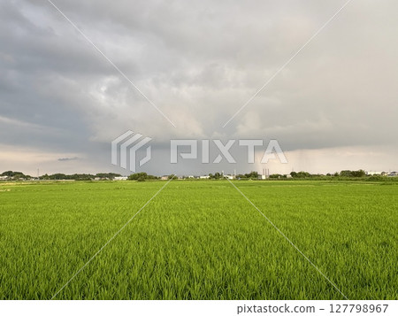 A sudden downpour passes through a rural landscape during the rainy season 127798967