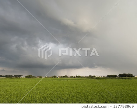 A sudden downpour passes through a rural landscape during the rainy season 127798969