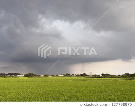A sudden downpour passes through a rural landscape during the rainy season 127798970