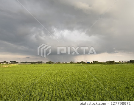 A sudden downpour passes through a rural landscape during the rainy season 127798971