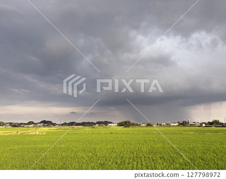 A sudden downpour passes through a rural landscape during the rainy season 127798972